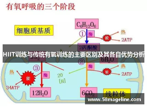 HIIT训练与传统有氧训练的主要区别及其各自优势分析